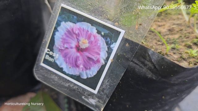 Wholesale and Retail Tropical Taiwan Hibiscus plant online sale | Hibicus plant Care keyse kare? смотреть онлайн