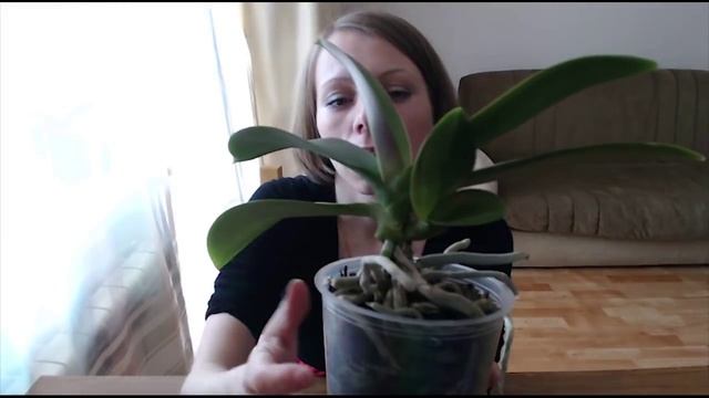 Размножение орхидей фаленопсиса в домашних условиях! смотреть онлайн