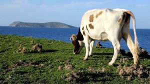 Мычание коровы-Звук животного корова- Домашние животные -Farm animals