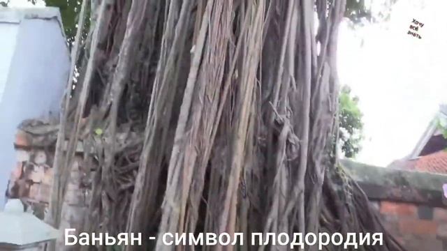 Индонезия. Интересные факты #факты #топ #топфакты смотреть онлайн