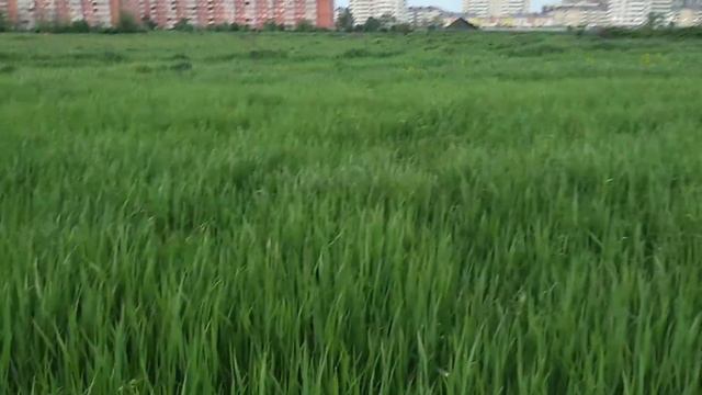 В высокой траве