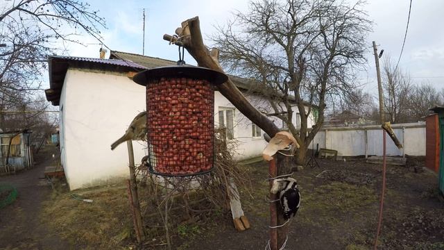 Дятел СИРИЙСКИЙ и Воробьи Арахис Сетчатая Сало Зима Денисово 2 смотреть онлайн