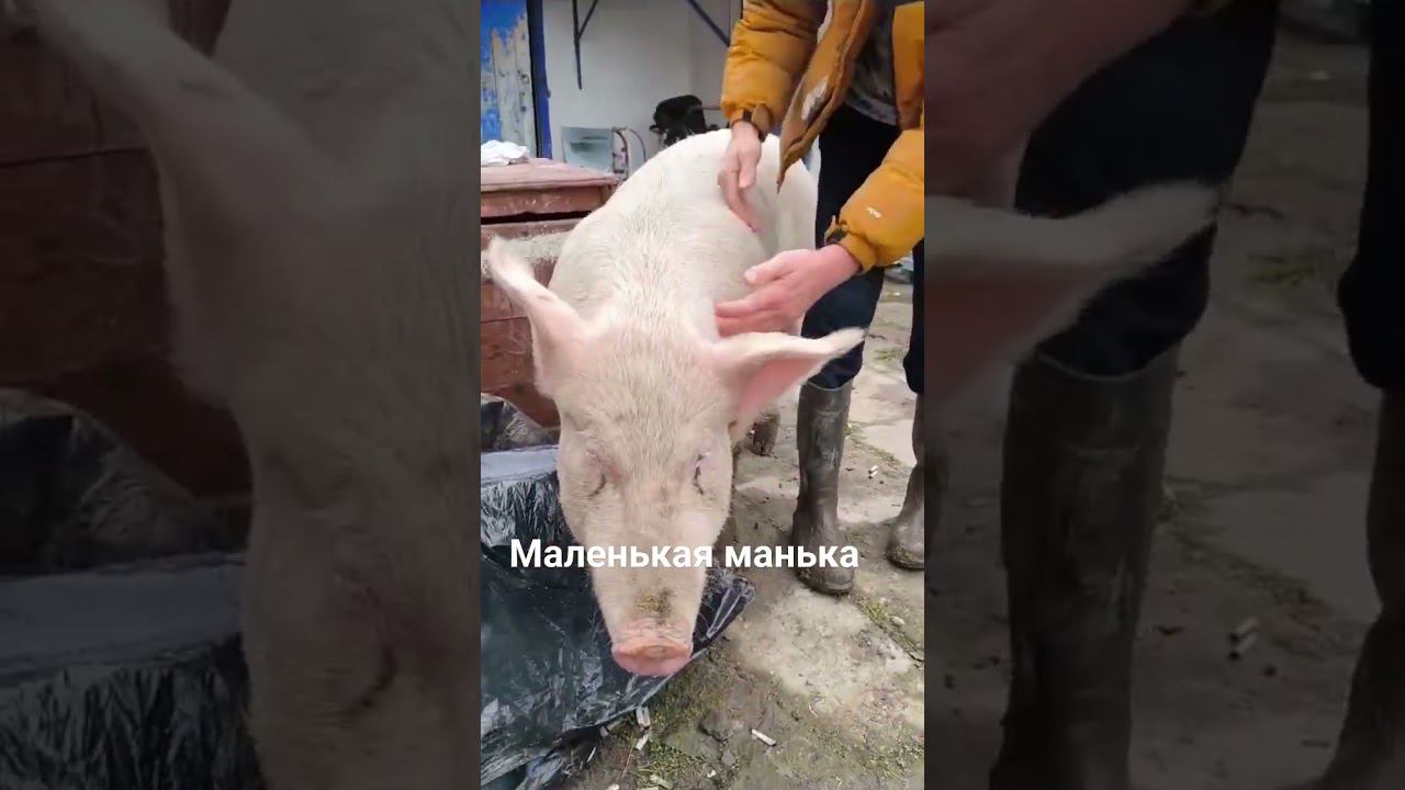 хрюшка Манька смотреть онлайн