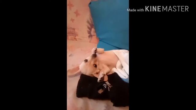 Собака грызёт лапу смотреть онлайн