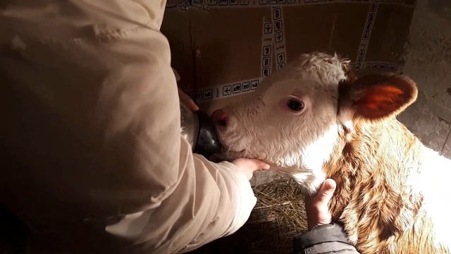 Первые дни жизни, очень крупная тёлочка, поим молоком. смотреть онлайн