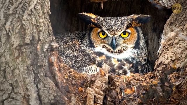 Почему животные с синим окрасом встречаются крайне редко смотреть онлайн