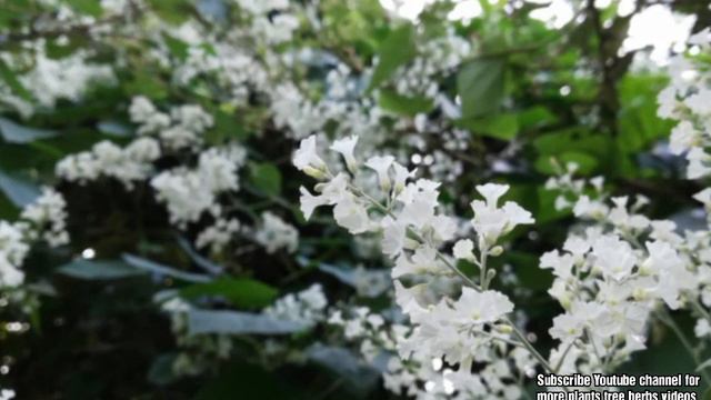 Bridal Bouquet, Snow Creeper, white corallita, kikamir, सफ़ेद बेल, Safed bel, bel kamu, faindal смотреть онлайн