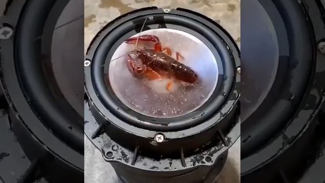 мощный басс