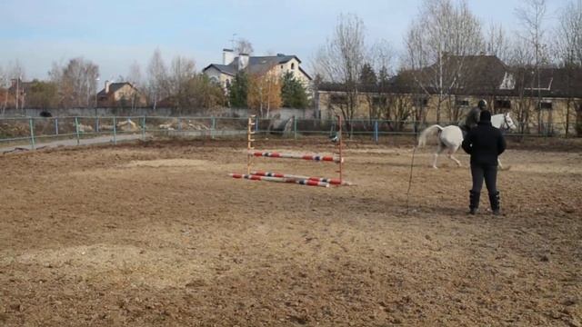 Тренировка по конкуру на арабском жеребце Прапор смотреть онлайн