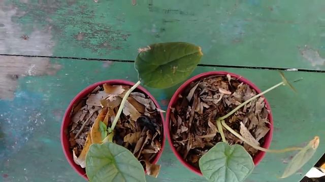 Jual Anakan Alocasia Melo Rhinoskin wa 085711148870 Shopee Salahuddin_mart смотреть онлайн