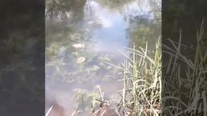 Как ловить на приманку мышь.