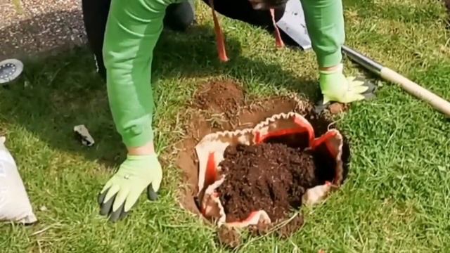 Как посадить голубику? /саженцы голубики/голубика смотреть онлайн