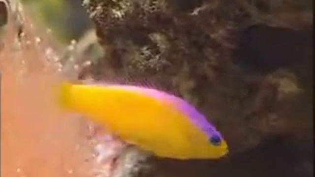 Способы передвижения водных животных смотреть онлайн