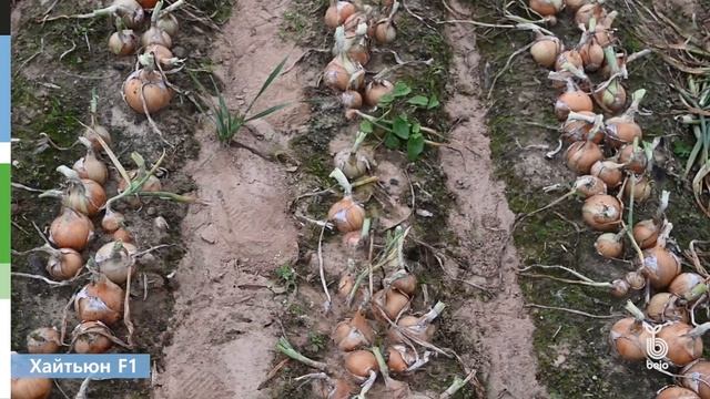 Новые луки от Бейо в условиях севера Беларуси (сезон 2023): Хайтьюн F1, Манас F1, Онейда F1.