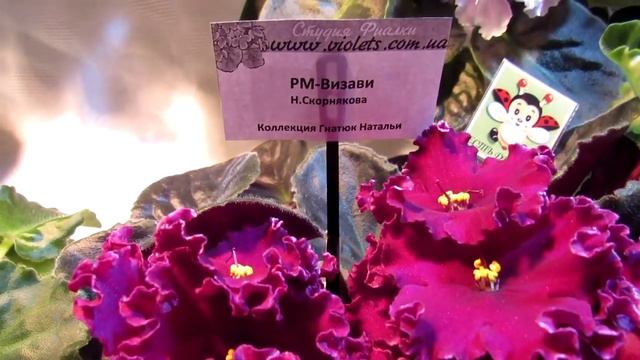 Коллекция фиалок Натальи Гнатюк смотреть онлайн