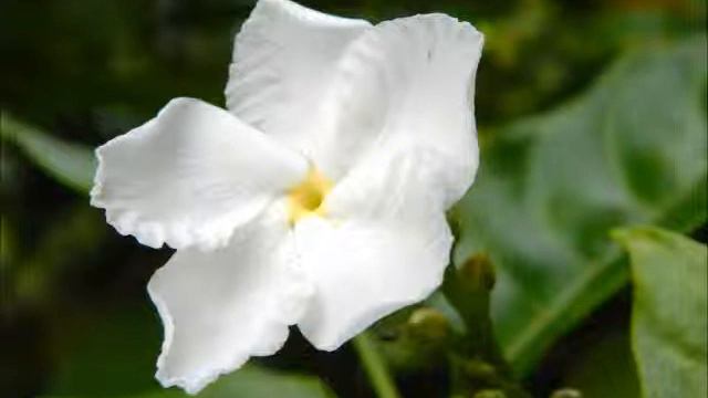 01 Humoresque смотреть онлайн