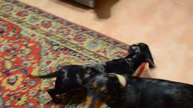 Мраморный щенок таксы смотреть онлайн