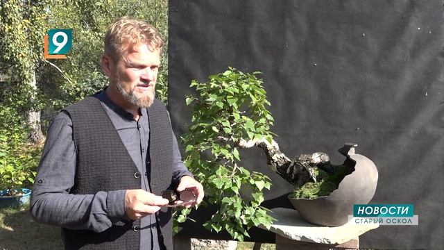 Бонсай по-русски: появится ли в Осколе первый в стране сад миниатюрных деревьев? смотреть онлайн