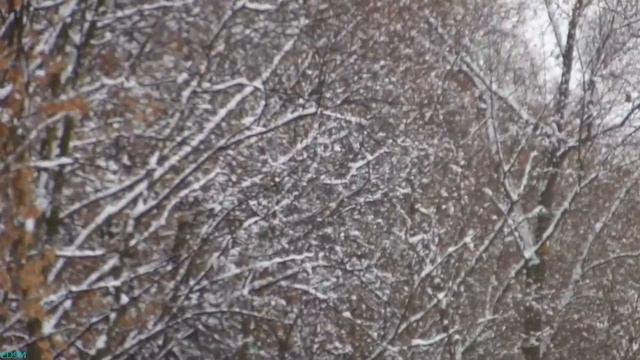 Погода в Москве 11 декабря 2014 смотреть онлайн