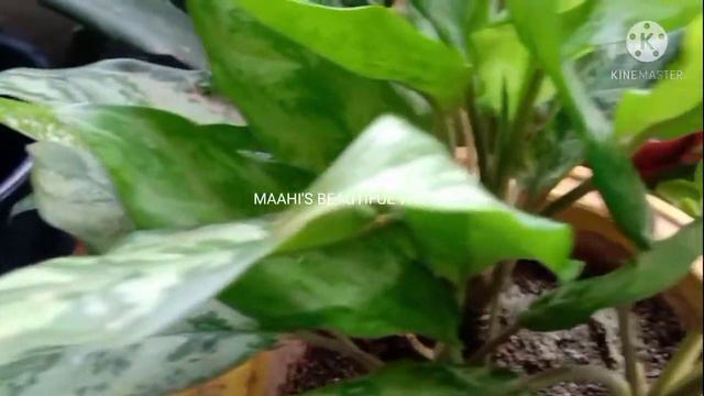 Aglaonema / Chinese Evergreen plant.... grow and care .... with full information смотреть онлайн