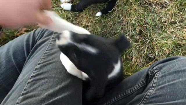 Ying Nan - Border Basenji Pup! смотреть онлайн