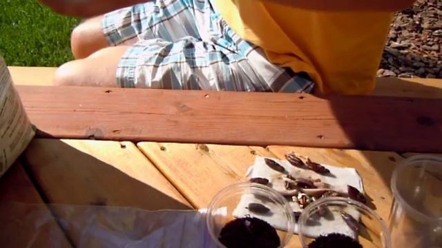 Date Palm Seeds are Sprouting - Time to Plant ! смотреть онлайн