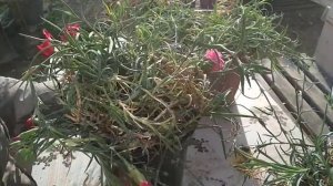 Подготовка цветов к зиме. Гвоздика Шабо.