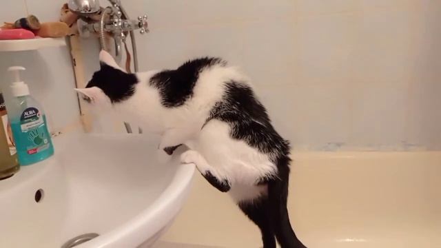 Мои верные друзья. смотреть онлайн