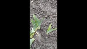 УХОД ЗА ИРИСАМИ ВЕСНОЙ