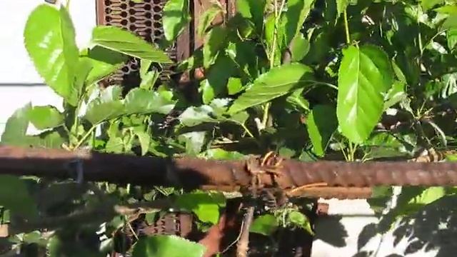 Два урожая шелковицы за сезон Two mulberry crops per season смотреть онлайн