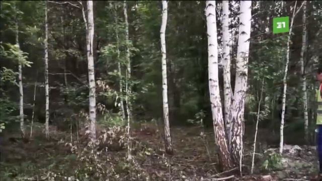 Роща на Хариса Юсупова пошла под топор? Местные жители заявляют о вырубках смотреть онлайн