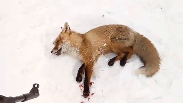 Добыл лису из воздушки мр512