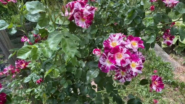 Purple splash climbing rose in it’s peak of blooms on 5th June смотреть онлайн