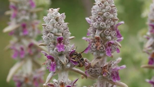 Anthidium manicatum on Stachys byzantina смотреть онлайн