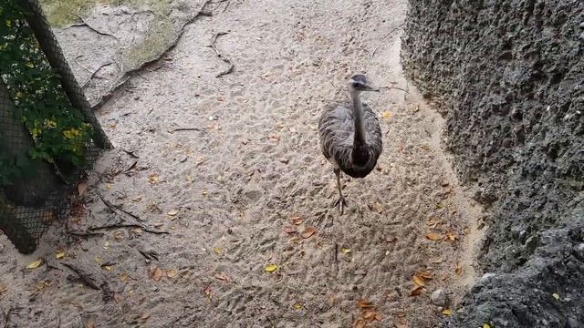 Berlin ZOO. Зоопарк в Берлине смотреть онлайн