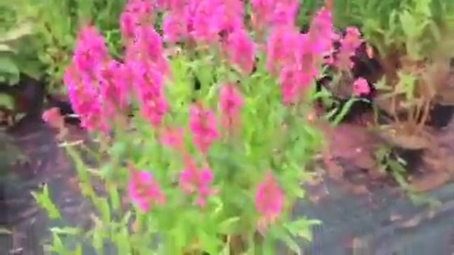 Lythrum salicaria Robin смотреть онлайн