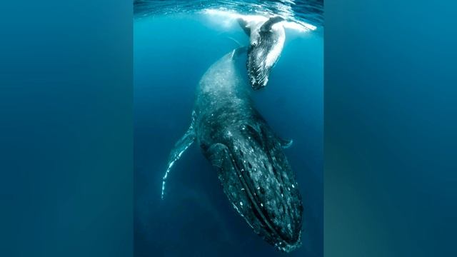 Синий кит - великан морских глубин. Степанова Н.Л смотреть онлайн