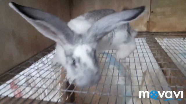 Вес Кроликов в 2,5 месяцев. Белые Великаны. смотреть онлайн