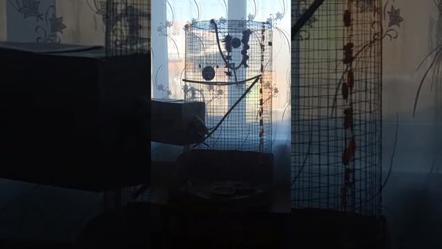 Спаривание Карелл