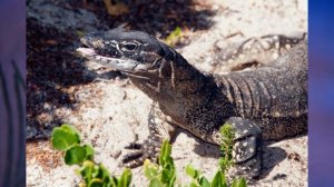 §32 "Океания", География 7 класс ч 2, Домогацких