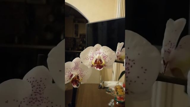 Орхидея phalaenopsis-radiance (сияние) смотреть онлайн