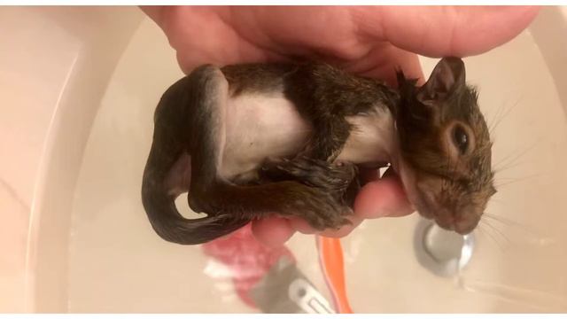 Petunia Merle The Squirrel And The Funniest Thing You’ll See All Day!
