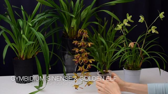 Мои цимбидиумы , домашнее цветение и не только. Cymbidium Auburn, Cym. Golden Elf, Cym. Ensifolium.