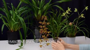 Мои цимбидиумы , домашнее цветение и не только. Cymbidium Auburn, Cym. Golden Elf, Cym. Ensifolium.