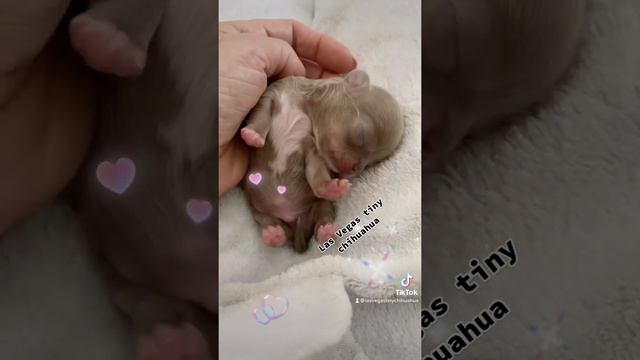 Cute 10 days old lilac longhair chihuahua . смотреть онлайн