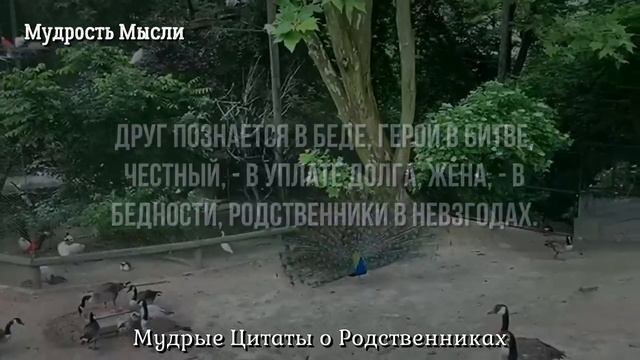 Мудрые Цитаты о РОДСТВЕННИКАХ и БЛИЗКИХ, которые стоит узнать заранее!