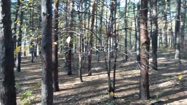 Парковые белки делают запасы на зиму смотреть онлайн