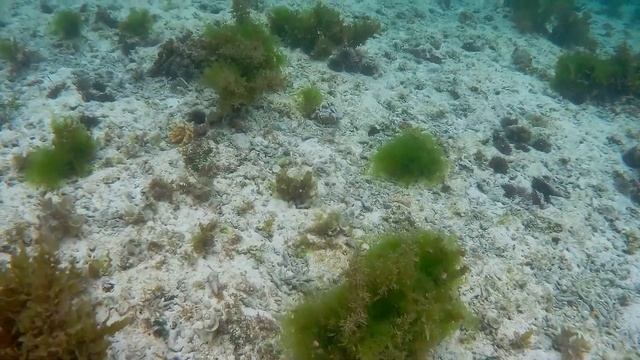 Нашествие морских ежей и ядовитых сомиков пляж Либаонг Филиппины Панглао-Бохол