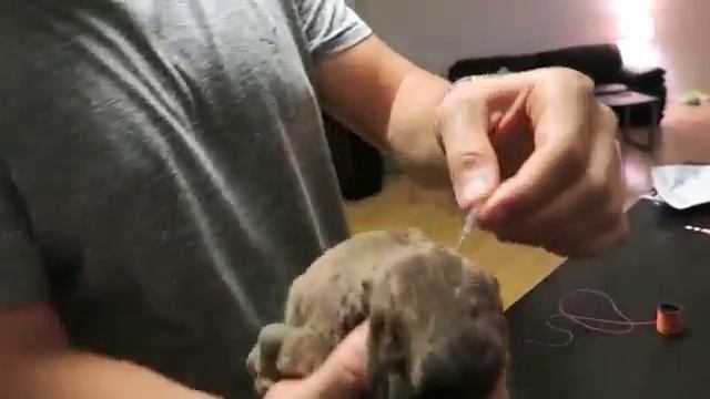 CRAZY FLYING SQUIRREL PRANK!! HOW TO PRANK смотреть онлайн