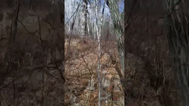 Восстанавливаю священные деревья! смотреть онлайн